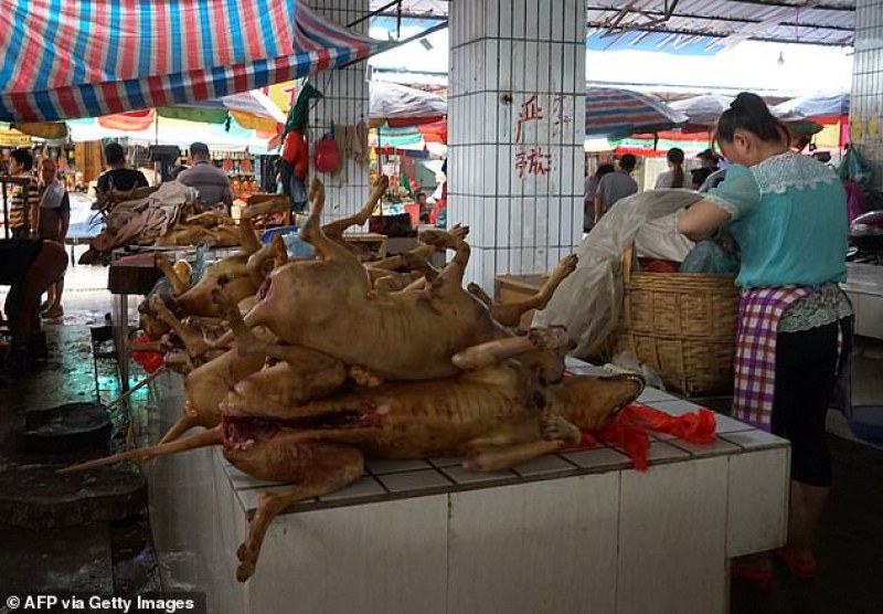Втори град в Китай забрани на хората да ядат кучета и котки вследствие на коронавирус