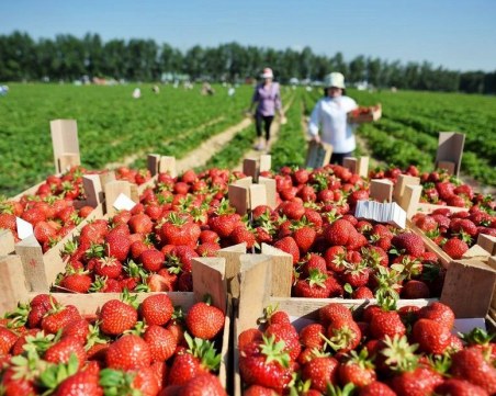 Еврокомисар призова да се смекчат мерките: Трябват ни сезонни работници