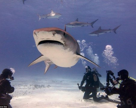 Прогноза: до 2120 г. 20% от най-големите обитатели на океаните ще изчезнат