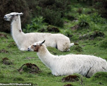 Тези животни може да ни спасят от коронавируса