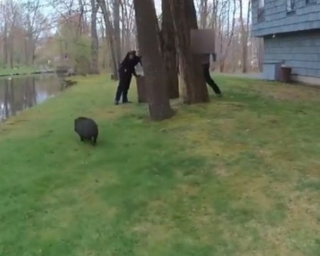 Полицаи преследваха 45 минути... прасе