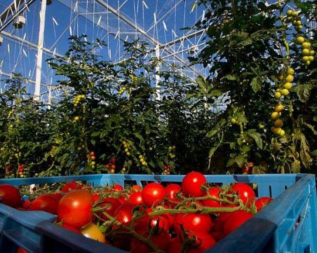 Британската фирма нае самолет да превози румънци, за да помогнат с реколтата