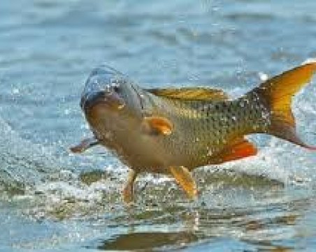 Забраняват риболова в реки и рибностопански обекти в цялата страна