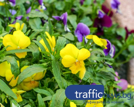 Популярни имена празнуват днес