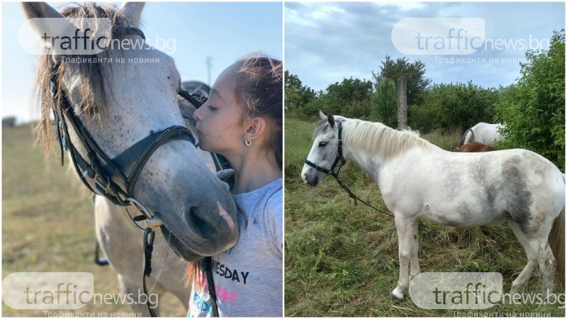 Спасиха коне за езда – били откраднати и дадени за кайма в пловдивски месокомбинат