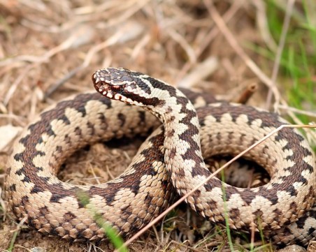 Днес е Змийски ден! Вижте кой празнува