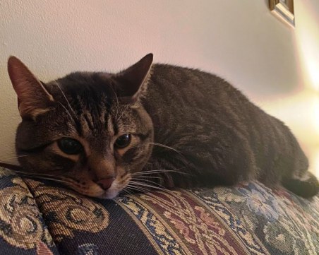 Домашните любимци на Марица: Фрейзър и Финли обичат приключенията