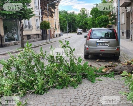 Огромен клон се стовари в центъра на Пловдив