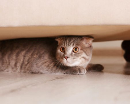 10 неща, които не трябва да държите вкъщи, ако имате котка