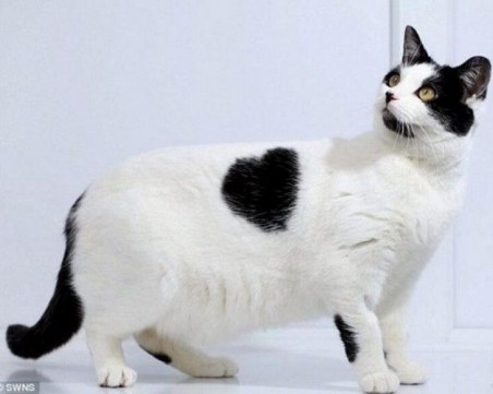 Котките с най-уникалните цветове на козина в света