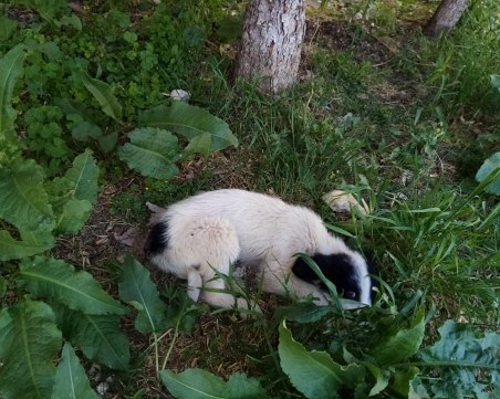 Малки кученца, захвърлени край Пловдив, търсят любящ дом