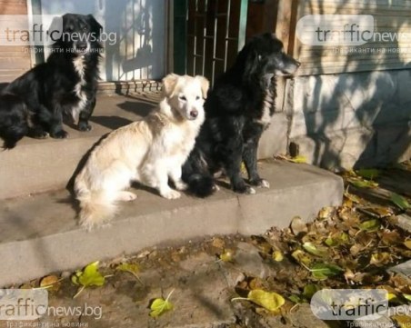 Повече от месец няма следа от три кученца, избягали от дома си в Пловдив