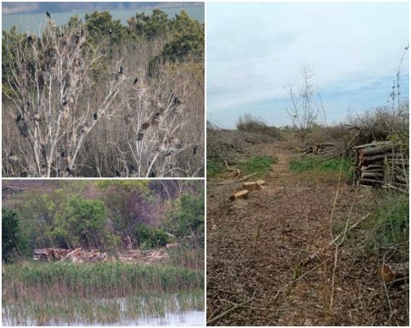 Пагубно! Сеч унищожи единствената гнездова колония на големи корморани по Северното Черноморие