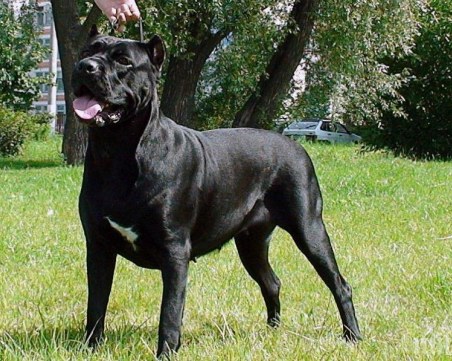 Голямо черно куче с повод се лута из Кючука от седмица! Търси стопаните си