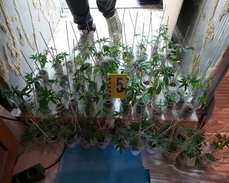 Разбиха наркооранжерия в Пазарджишко, собственикът – руснак