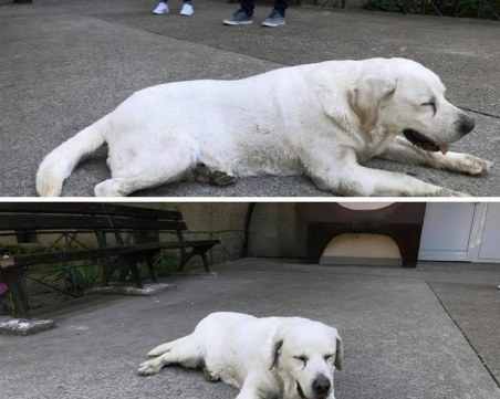 Снежнобял красавец чака стопаните си пред блок в Тракия