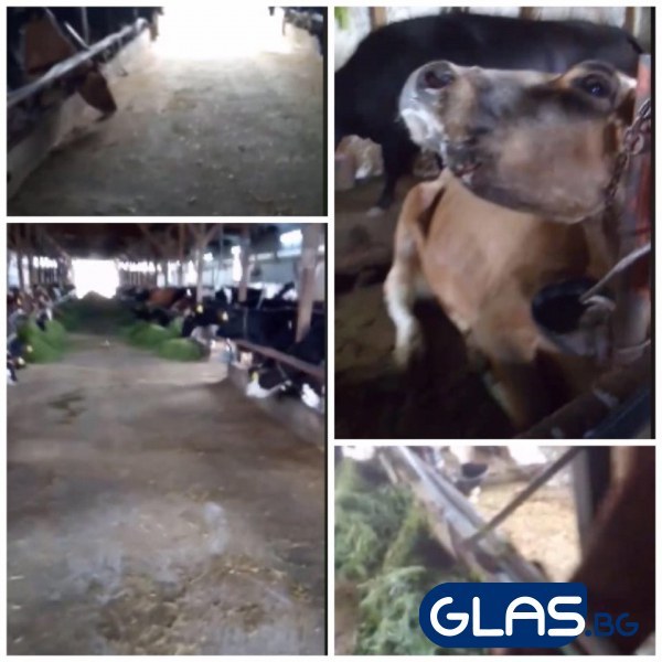 125 крави оставени на произвола на съдбата във ферма край Пловдив