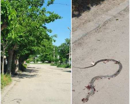 Змии плъзнаха в пловдивско село