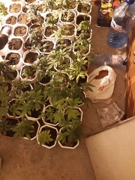 Разбиха оранжерия за марихуана, намериха 55 саксии с растения