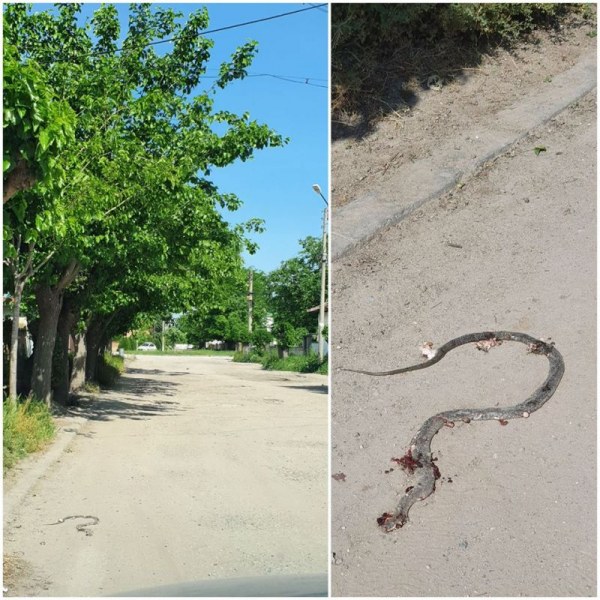 Змии плъзнаха в пловдивско село