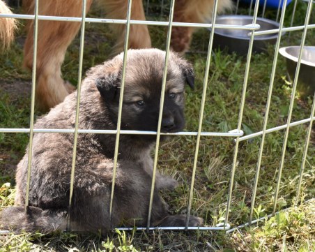 Кучетата от общинският приют в Пловдив отново чакат своите стопани