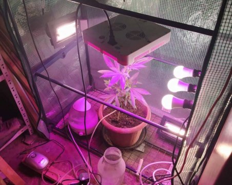 Митничари се превърнаха в земеделци - отглеждали марихуана