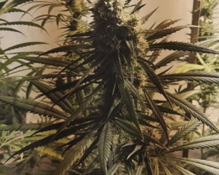 Разбиха наркооранжерия! Арестуваните - полицай и негови бивши колеги