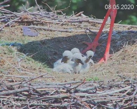 Излюпиха се първите щъркелчета  в Белозем