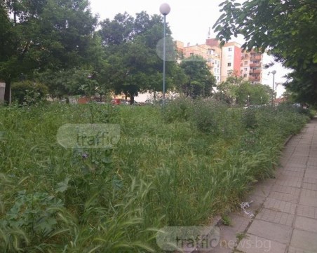 Продължава пръскането срещу кърлежи в Пловдив