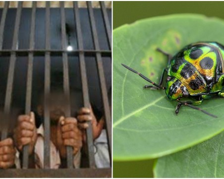 40 години затвор и солена глоба грозят зоолог, събирал бръмбари в Шри Ланка