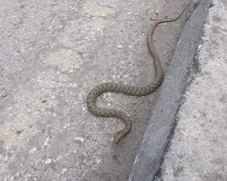 Змия се разхожда по улиците в Асеновград
