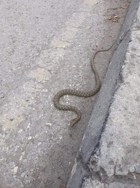 Змия се разхожда по улиците в Асеновград