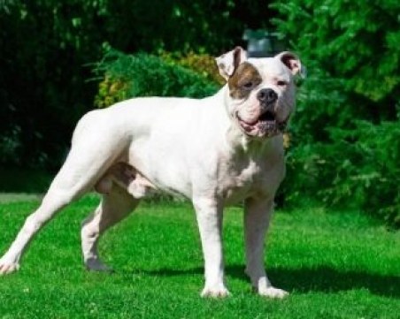 Американски булдог нахапа жестоко две деца и майка в Пазарджик