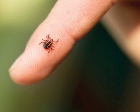 Бум на кърлежите в столицата