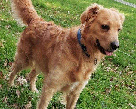 Домашните любимци в Марица: Диего свалил тапетите в дома на Еми Димитров