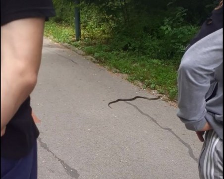 Змия стресна пловдивчани в Лаута