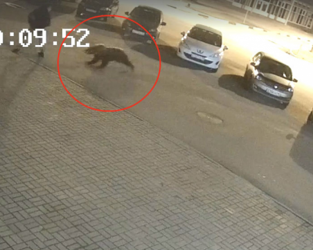 Мечка нападна млад мъж в руски град, таксиметров шофьор го спаси