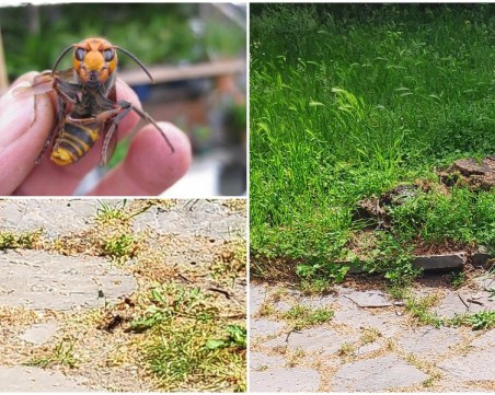 Стършели нападнаха Пловдив, правят гнезда по зелените площи