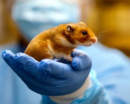 Тестове с хамстери показват, че маските намаляват разпространението на COVID-19