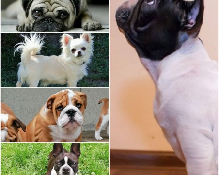 Нидерландия забранява отглеждането на 12 породи кучета, смут сред кинолозите