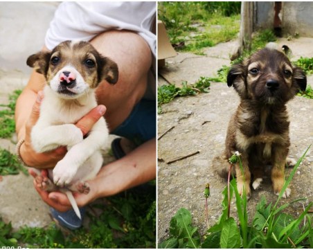 Пловдивчани намериха захвърлени в кофа кученца, едното търси своя стопанин