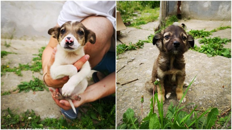 Пловдивчани намериха захвърлени в кофа кученца, едното търси своя стопанин