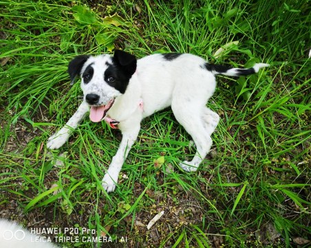 Маслинка, спасена от пловдивчани на оживен път, още търси своите стопани