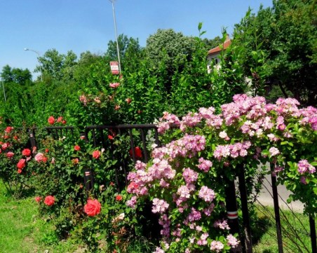 Море от рози по пловдивските булеварди