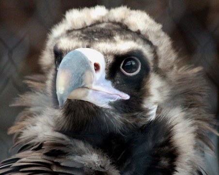 Бракониери застреляха черен лешояд, дарен ни от Белгия