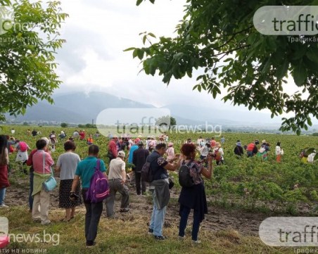 Доброволци помагат безвъзмездно на розобера край Карлово