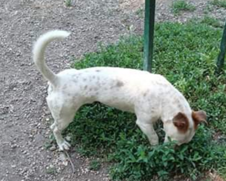 Джак Ръсел се скита в парк Лаута, търси стопаните си