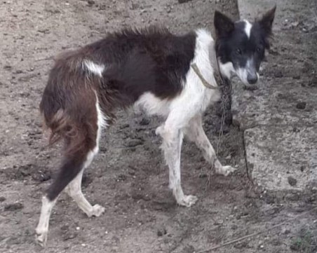 Стотици излизат на протест срещу насилието над животни