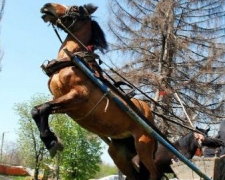 Мъж загина при нелеп инцидент с кон