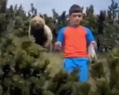 12-годишен запази невероятно хладнокръвие след среща очи в очи с кафява мечка